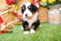 Joy, a female Miniature Bernedoodle for sale in Arthur, IL – 6 of 9