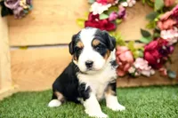 Clara, a female Miniature Bernedoodle for sale in Arthur, IL – 5 of 7