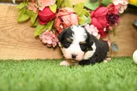 Chloe, a female Miniature Bernedoodle for sale in Arthur, IL – Photo 4 of 7