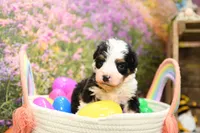 Chloe, a female Miniature Bernedoodle for sale in Arthur, IL – Photo 3 of 7
