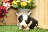 Chloe, a female Miniature Bernedoodle for sale in Arthur, IL – Photo 5 of 7