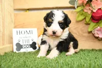 Chloe, a female Miniature Bernedoodle for sale in Arthur, IL – Photo 1 of 7