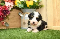 Chloe, a female Miniature Bernedoodle for sale in Arthur, IL – Photo 2 of 7