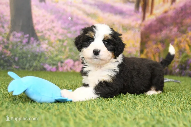 Chloe – Miniature Bernedoodle puppy for sale in Arthur, IL