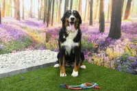 Chloe, a female Miniature Bernedoodle for sale in Arthur, IL – Photo 6 of 7