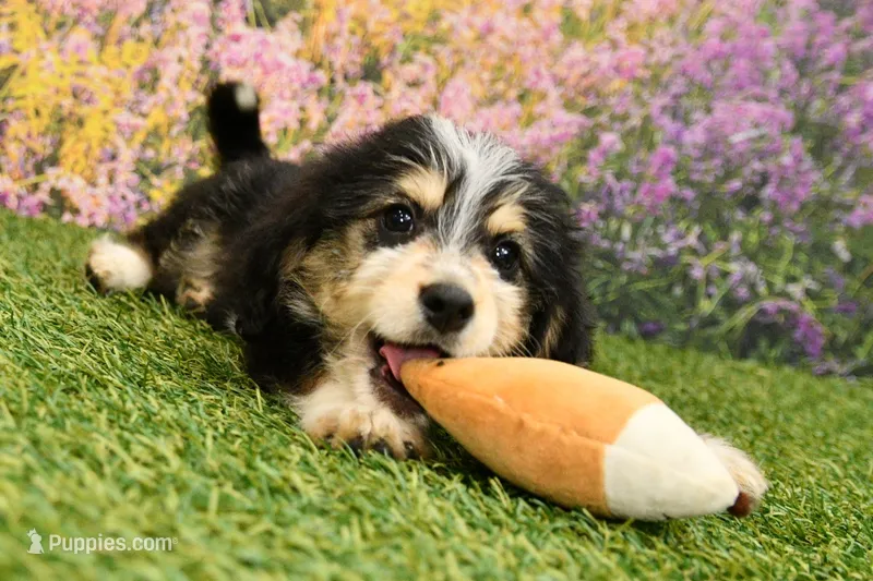 Juniper – Miniature Bernedoodle puppy for sale in Arthur, IL
