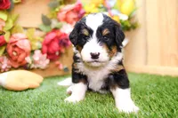 Jett, a male Miniature Bernedoodle for sale in Arthur, IL – 9 of 10
