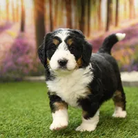 Bella, a female Miniature Bernedoodle for sale in Arthur, IL – Photo 7 of 7