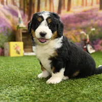 Bella, a female Miniature Bernedoodle for sale in Arthur, IL – Photo 6 of 7