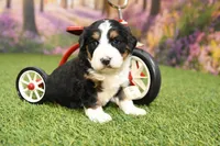 Bella, a female Miniature Bernedoodle for sale in Arthur, IL – Photo 4 of 7