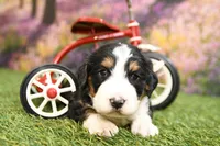 Bella, a female Miniature Bernedoodle for sale in Arthur, IL – Photo 5 of 7