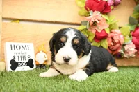 Bella, a female Miniature Bernedoodle for sale in Arthur, IL – Photo 2 of 7