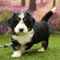 Bella, a female Miniature Bernedoodle for sale in Arthur, IL – Photo 5 of 7