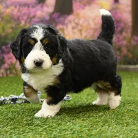 Bella, a female Miniature Bernedoodle for sale in Arthur, IL – Photo 3 of 7