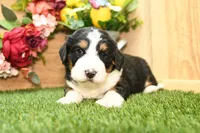 Bella, a female Miniature Bernedoodle for sale in Arthur, IL – Photo 3 of 7