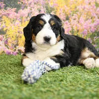 Bella, a female Miniature Bernedoodle for sale in Arthur, IL – Photo 1 of 7