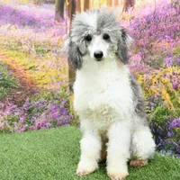 Bella, a female Miniature Bernedoodle for sale in Arthur, IL – Photo 4 of 7