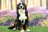 Bella, a female Miniature Bernedoodle for sale in Arthur, IL – Photo 6 of 7