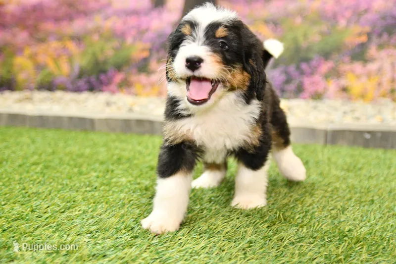 Jett – Miniature Bernedoodle puppy for sale in Arthur, IL