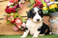 Callie, a female Miniature Bernedoodle for sale in Arthur, IL – 5 of 8