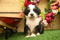 Kaley, a female Miniature Bernedoodle for sale in Arthur, IL – 4 of 6