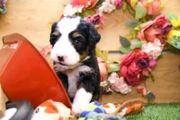 Jimmy, a male Miniature Bernedoodle for sale in Arthur, IL – 4 of 6