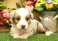 Kaya, a female Miniature Bernedoodle for sale in Arthur, IL – 2 of 6