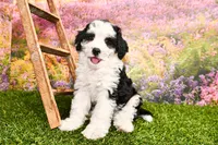 Cora, a female Miniature Bernedoodle for sale in Arthur, IL – 3 of 9