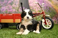 Khloe, a female Miniature Bernedoodle for sale in Arthur, IL – 5 of 7