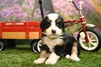 Khloe, a female Miniature Bernedoodle for sale in Arthur, IL – 4 of 7
