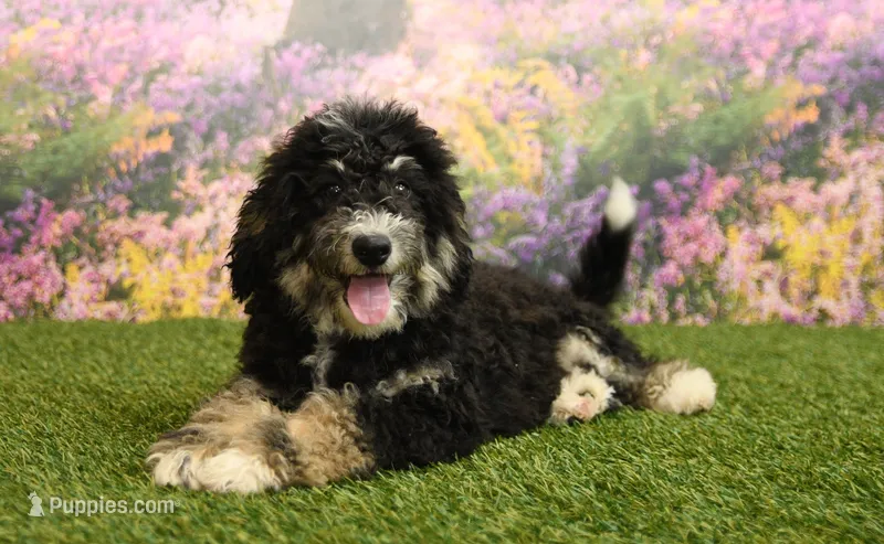 Porter – Miniature Bernedoodle puppy for sale in Arthur, IL