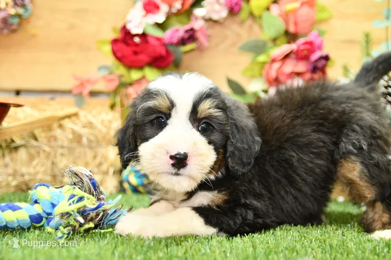 Jimmy – Miniature Bernedoodle puppy for sale in Arthur, IL