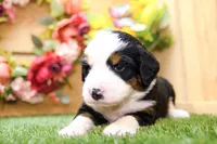 Jack, a male Miniature Bernedoodle for sale in Arthur, IL – 4 of 9