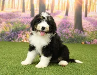 Hunter, a male Miniature Bernedoodle for sale in Arthur, IL – 2 of 6