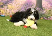 Hunter, a male Miniature Bernedoodle for sale in Arthur, IL – 3 of 6