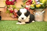 Knox, a male Miniature Bernedoodle for sale in Arthur, IL – 3 of 7
