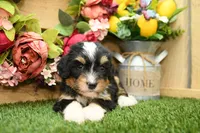 Hallie, a female Miniature Bernedoodle for sale in Arthur, IL – 2 of 7