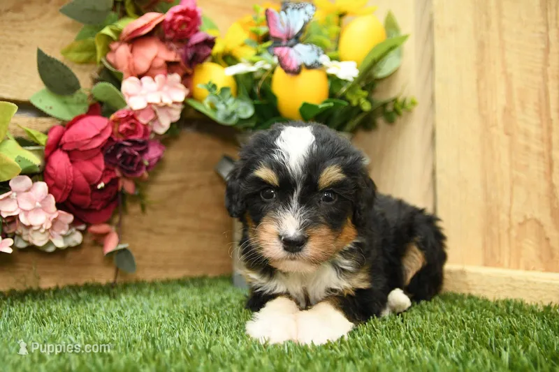 Hallie – Miniature Bernedoodle puppy for sale in Arthur, IL