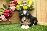 Hallie, a female Miniature Bernedoodle for sale in Arthur, IL – 1 of 7