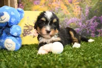 Hallie, a female Miniature Bernedoodle for sale in Arthur, IL – 3 of 7