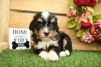 Hallie, a female Miniature Bernedoodle for sale in Arthur, IL – 5 of 7