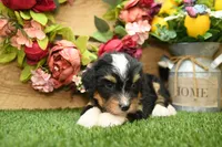 Hallie, a female Miniature Bernedoodle for sale in Arthur, IL – 4 of 7