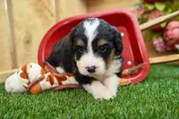 Jade, a female Miniature Bernedoodle for sale in Arthur, IL – 2 of 7