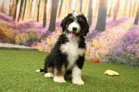 Hayes, a male Miniature Bernedoodle for sale in Arthur, IL – 3 of 6