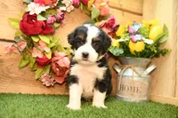 Katie, a female Miniature Bernedoodle for sale in Arthur, IL – 4 of 7