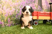 Kaley, a female Miniature Bernedoodle for sale in Arthur, IL – 3 of 6