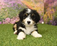 Hanna, a female Miniature Bernedoodle for sale in Arthur, IL – 1 of 6