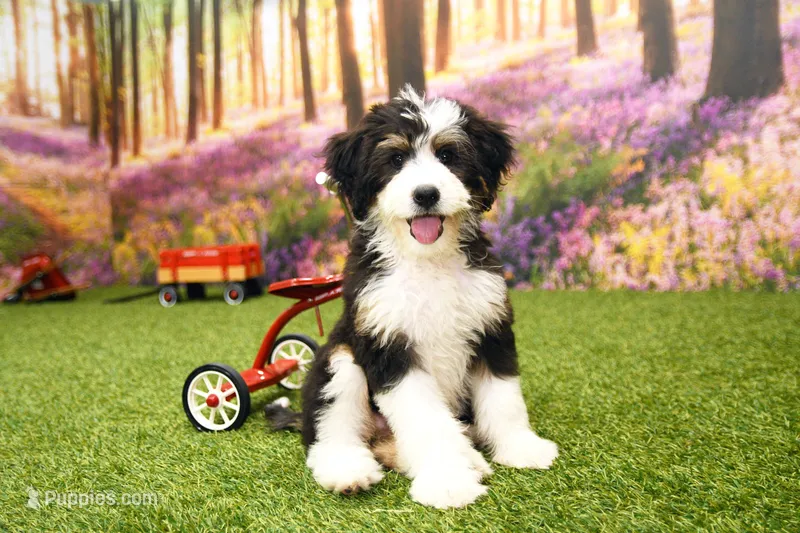 Katie – Miniature Bernedoodle puppy for sale in Arthur, IL