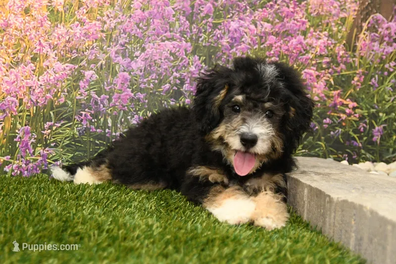 Phoebe – Miniature Bernedoodle puppy for sale in Arthur, IL