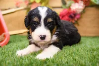 Jade, a female Miniature Bernedoodle for sale in Arthur, IL – 5 of 7